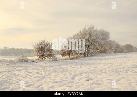 Eine ruhige Winterlandschaft mit einem schneebedeckten Feld mit Bäumen und Sträuchern, die in Schnee verstaubt sind. Das Bild fängt eine friedliche ländliche Szene ein. Stockfoto