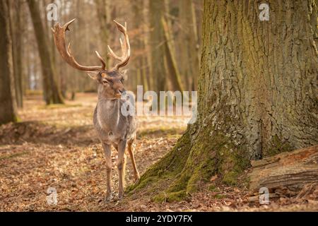 Der Brachhirsch steht neben dem Baumstamm im Herbstwald in Europa. Majestätisches Pelztier mit Geweih in Tschechien. Stockfoto