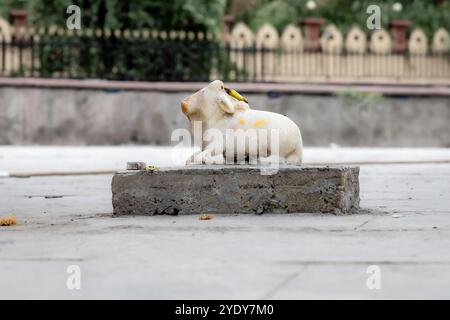 Isolierter Heiliger Nandi-Stier von Lord Shiva im Tempelhof am Morgen Stockfoto