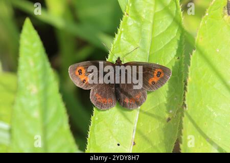 Scotch Argus Butterfly - Erebia aethiops Stockfoto