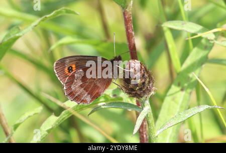 Scotch Argus Butterfly ruht auf einer Blütenknospe - Erebia aethiops Stockfoto