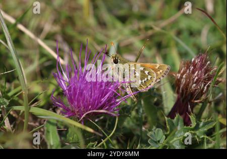 Skipper-Weibchen mit Silberfleck - Hesperia comma Stockfoto