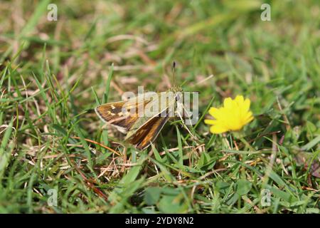 Skipper-Weibchen mit Silberfleck - Hesperia comma Stockfoto