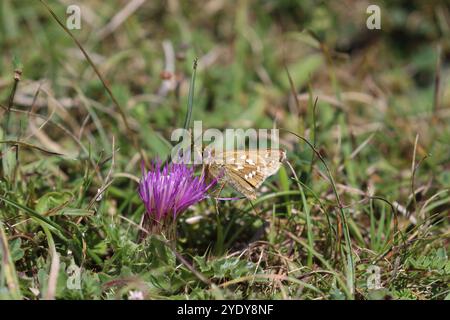 Silber-spotted Skipper - Hesperia Komma Stockfoto