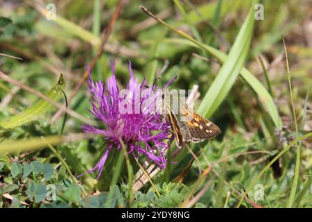 Skipper-Weibchen mit Silberfleck - Hesperia comma Stockfoto