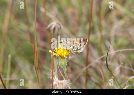 Skipper-Weibchen mit Silberfleck - Hesperia comma Stockfoto