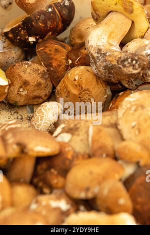 Marktstand mit vielen Speisepilzen Pfifferlingen und Boletus edulis Stockfoto