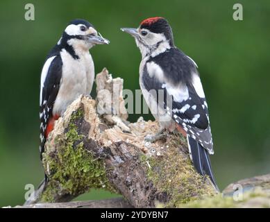 Großspecht (Dendrocopos Major) wird am 10. Juni 2024 von einem erwachsenen Vogel in einem Garten in Samlesbury, Preston, Lancashire gefüttert. Stockfoto