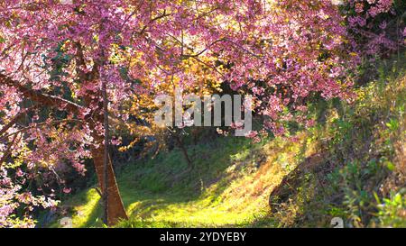 Malerischer Blick auf den lebendigen Kirschblütenbaum in voller Blüte über üppigem Grün Stockfoto