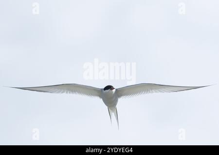 Küsten-Seeschwalbe, Küstenseeschwalbe, Flug, Flugbild, fliegend, Seeschwalbe, Seeschwalben, Sterna paradisaea, arktische Seeschwalbe, Fliegen, Flug, La Sterne Stockfoto