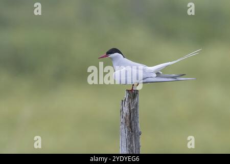 Küsten-Seeschwalbe, Küstenseeschwalbe, Seeschwalbe, Seeschwalben, Sterna paradisaea, arktische Seeschwalbe, Arctique La Sterne Stockfoto