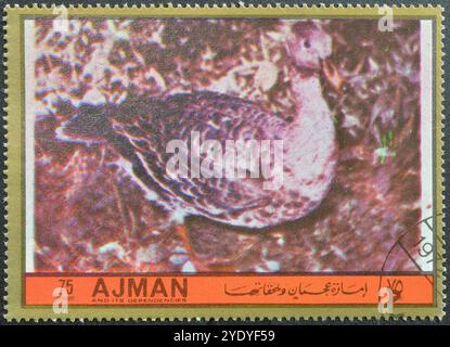 Abgestempelte Briefmarke von Ajman, auf der Grey Goose zu sehen ist, um 1972. Stockfoto