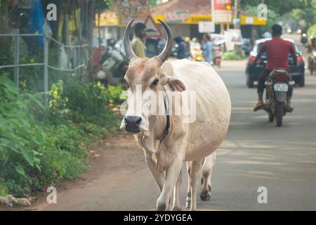 Kühe, die auf Straßen laufen, blockieren den Verkehr in Indien. Kuh auf der Straße zwischen Autos und Motorrädern. Kuh auf den belebten Straßen von Goa. Reisefoto, Straße VI Stockfoto