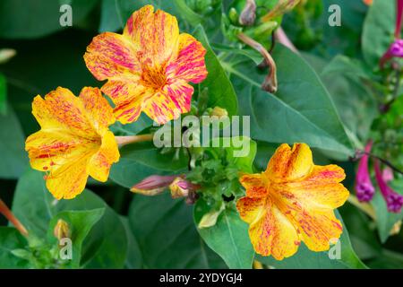 Bewundern Sie die peruanischen Blumen, mirabilis Jalapa Stockfoto