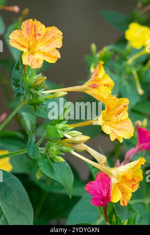 Bewundern Sie die peruanischen Blumen, mirabilis Jalapa Stockfoto