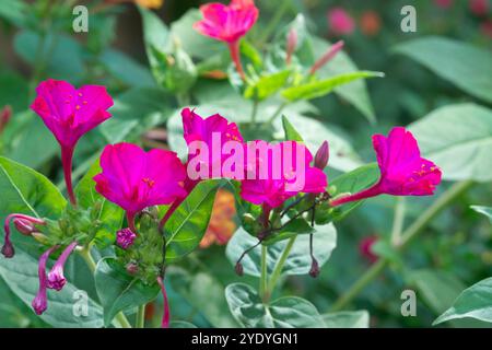 Bewundern Sie die peruanischen Blumen, mirabilis Jalapa Stockfoto