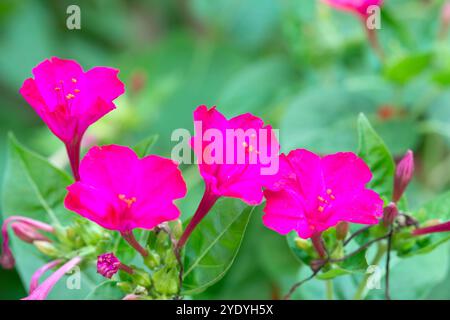 Bewundern Sie die peruanischen Blumen, mirabilis Jalapa Stockfoto