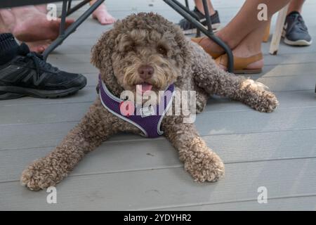 Kleiner brauner Hund, auch bekannt als leberfarbene Labradoodle. Stockfoto