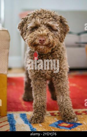 Kleiner brauner Hund, auch bekannt als leberfarbene Labradoodle. Stockfoto