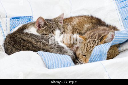 Faule Hauskatzen schlafen draußen. Stockfoto