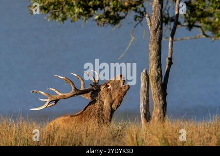 Rausbrechender Rothirsch (Cervus elaphus) mit großen Geweihen, die während der Furche im Herbst/Herbst im Grasland am Seeufer brüllen Stockfoto