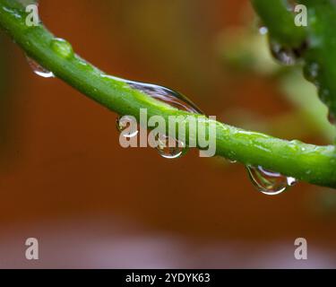 Wassertropfen auf Avocadostämmen Stockfoto