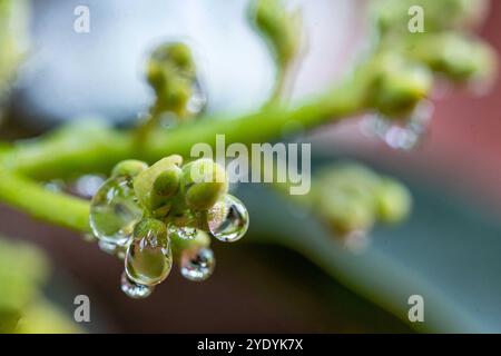 Wassertropfen auf Avocadostämmen Stockfoto