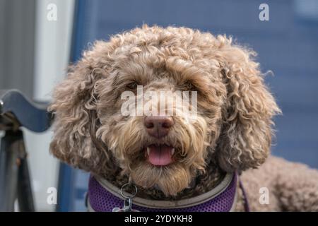 Kleiner brauner Hund, auch bekannt als leberfarbene Labradoodle. Stockfoto