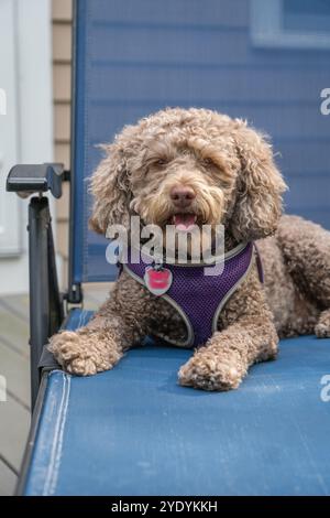 Kleiner Braun, auch bekannt als leberfarbene Labradoodle Hund auf Liegestuhl auf der hinteren Veranda mit Blick auf die Kamera. Stockfoto