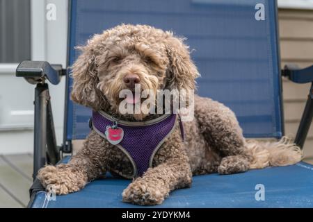 Kleiner Braun, auch bekannt als leberfarbene Labradoodle Hund auf Liegestuhl auf der hinteren Veranda mit Blick auf die Kamera. Stockfoto