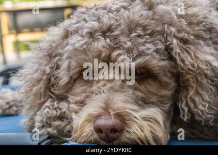 Kleiner brauner Hund, auch bekannt als leberfarbene Labradoodle. Stockfoto