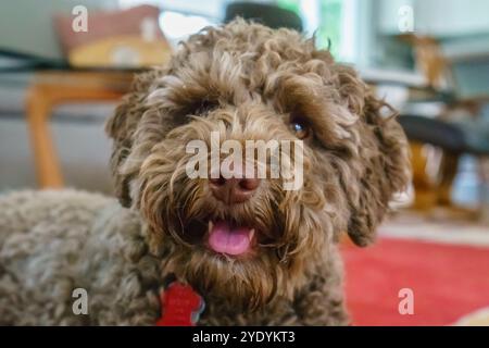 Kleiner brauner Hund, auch bekannt als leberfarbene Labradoodle. Stockfoto