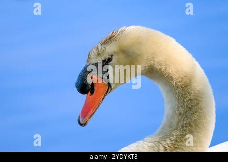 Großaufnahme des Kopfes eines Mute Swan (Cygnus olor) in Michigan, USA im Frühjahr. Stockfoto