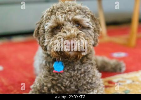 Kleiner brauner Hund, auch bekannt als leberfarbene Labradoodle. Stockfoto