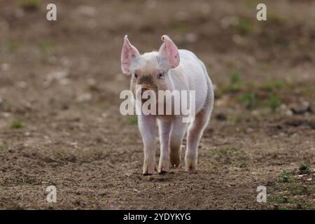 Ferkel-Sus scrofa domesticus. Norfolk Stockfoto