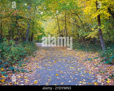 Ein gut gepflegter Wanderweg ist im Herbst von bunten Bäumen gesäumt im Stadtpark von Leavenworth, Washington. Stockfoto