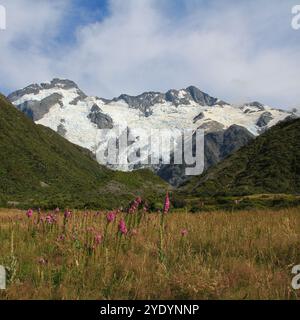 Rosafarbene Wildblumen, Gletscher und hohe Berge Mount Sefton und der Fußhocker in Neuseeland. Stockfoto