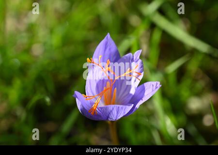 Lila/blaue Blüten und orangene Staubblätter von Herbstkrokus, Crocus speciosus, im britischen Garten Oktober Stockfoto