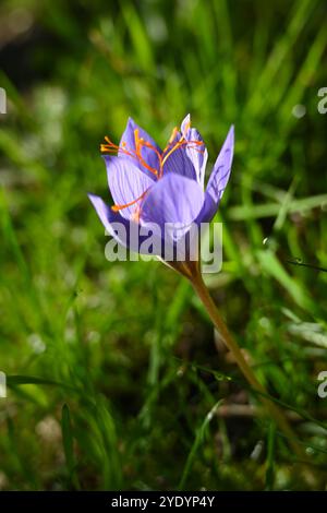 Lila/blaue Blüten und orangene Staubblätter von Herbstkrokus, Crocus speciosus, im britischen Garten Oktober Stockfoto