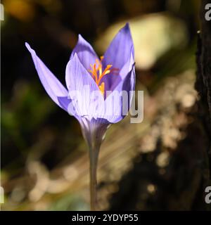 Lila/blaue Blüten und orangene Staubblätter von Herbstkrokus, Crocus speciosus, im britischen Garten Oktober Stockfoto