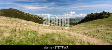 Schafe grasen auf dem Pen y Clun Hill über Llanidloes und dem Severn Valley in Powys, Mid Wales. Stockfoto