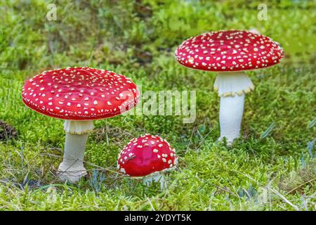 Nahaufnahme einer frischen, hellroten Gruppe von Fliegenpilzen, Amanita muscaria, mit Sternmoosunterholz Stockfoto