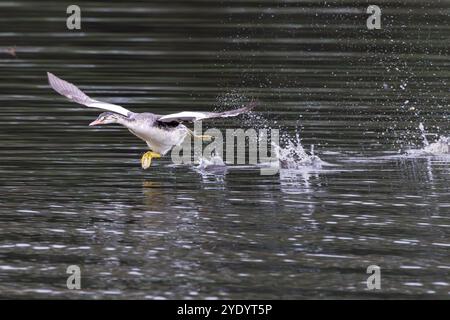 Der junge Grebe, Podiceps cristatus, läuft mit weit ausgebreiteten Flügeln mit hoher Geschwindigkeit über die Wasseroberfläche, erzeugt enorme Spritzer und hinterlässt einen Vorhang Stockfoto