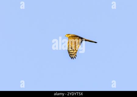 Nahaufnahme von Sparrowhawk, Accipiter nisus, im warmen Licht der aufgehenden Sonne mit nach unten gerichteten Flügeln vor dem Hintergrund des klaren blauen Himmels Stockfoto