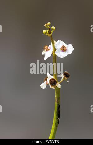 Blume Makro Pfeilspitze, Sagittaria sagittifolia, auf Blütenstiel vor einem schlichten dunklen Hintergrund Stockfoto