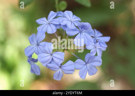 Plumbago auriculata Stockfoto