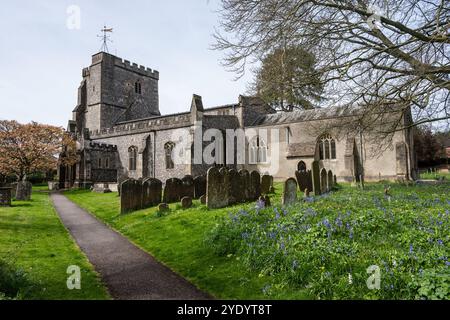 Glockenblumen blühen auf dem Friedhof der Holy Cross Church in Ramsbury, Wiltshire. Stockfoto
