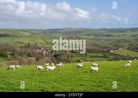 Schafe grasen auf einem Hügel oberhalb von Litton Cheney im Bride Valley im Süden von Dorset, England. Stockfoto