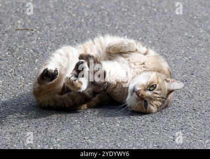 Hauskatze oder Hauskatze, Hauskatze, Chat domestique, Felis silvestris catus, házi macska, Ungarn, Magyarország, Europa Stockfoto