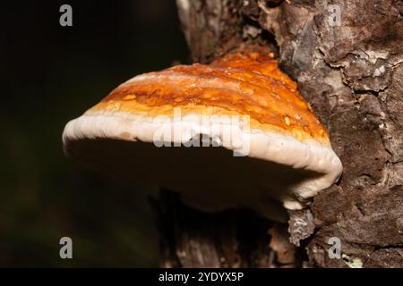 Rotgürtelkonk, Fomitopsis pinicola, Katalonien, Spanien Stockfoto
